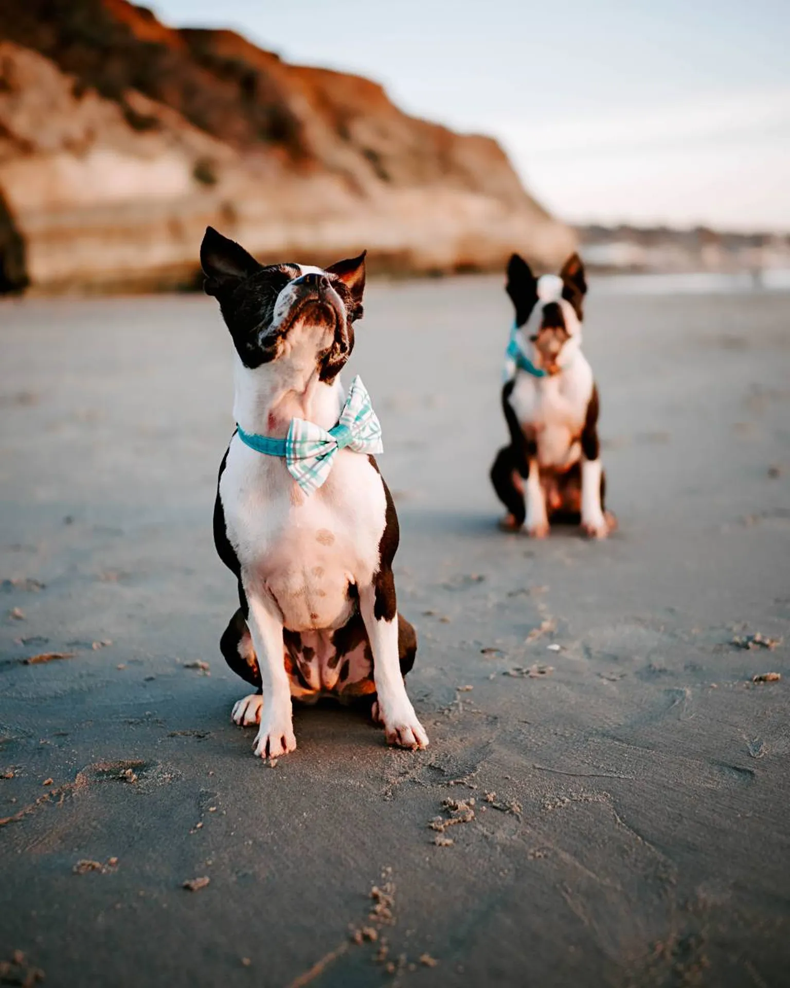 avoir son chien pour mariage bassin d'arcachon