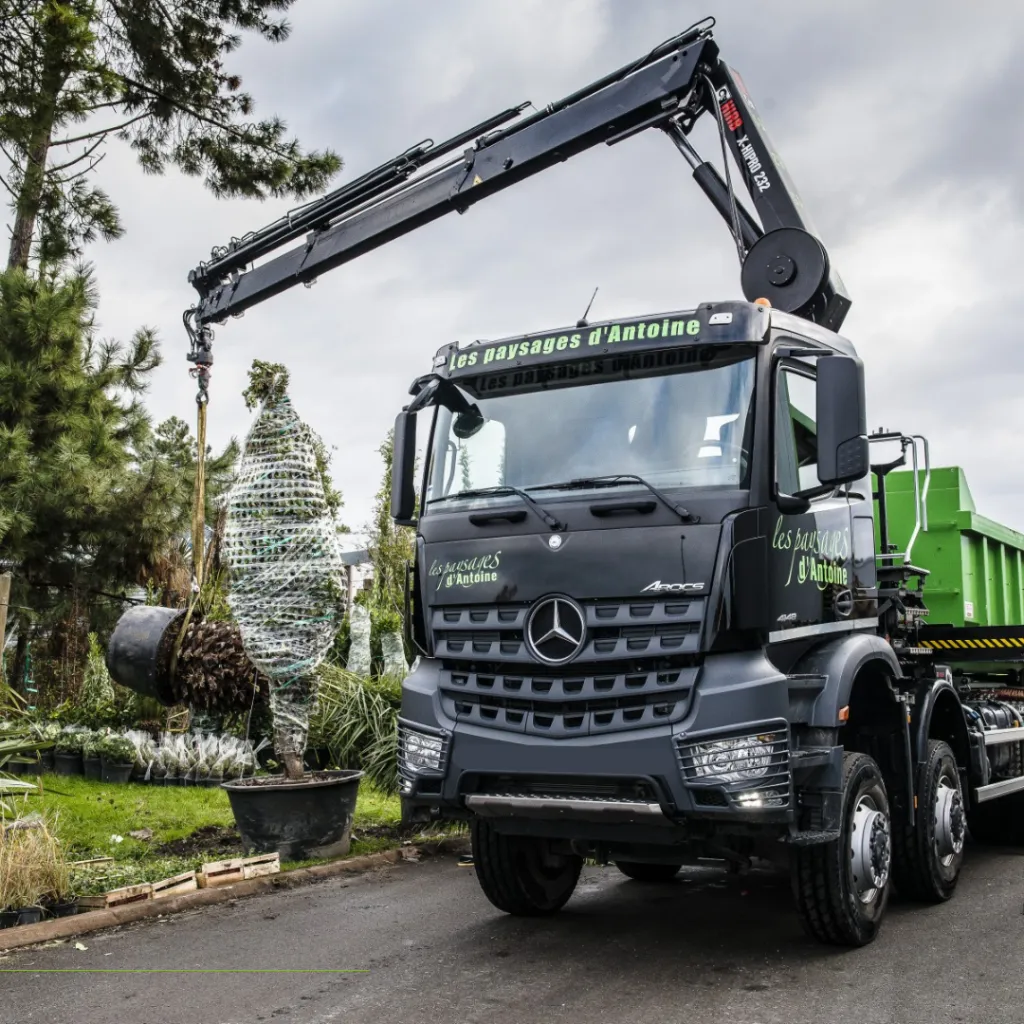 Vente des grands sujets ! Livraison et Plantation possible sur le Bassin d'Arcachon et la région bordelaise.