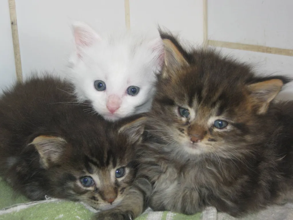 Chatons Maine Coon en PACA