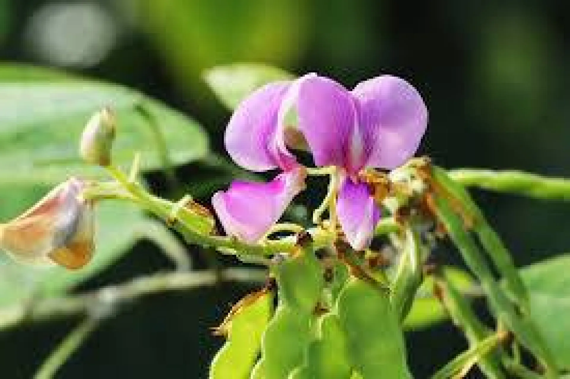 Quand prendre du Desmodium ? Les bienfaits et les effets secondaires près de Montmerle-sur-Saône Ain 01