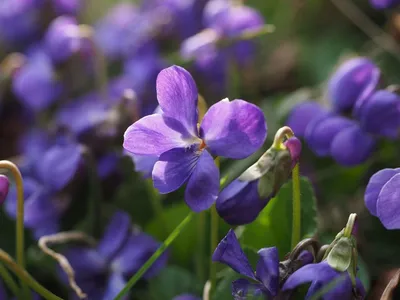 forêt de Saint-Germain-en-Laye avec des violettes j'adore 