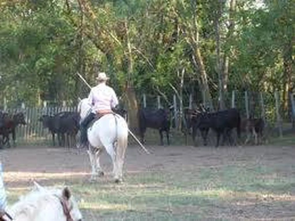 promenade a cheval proche plage
