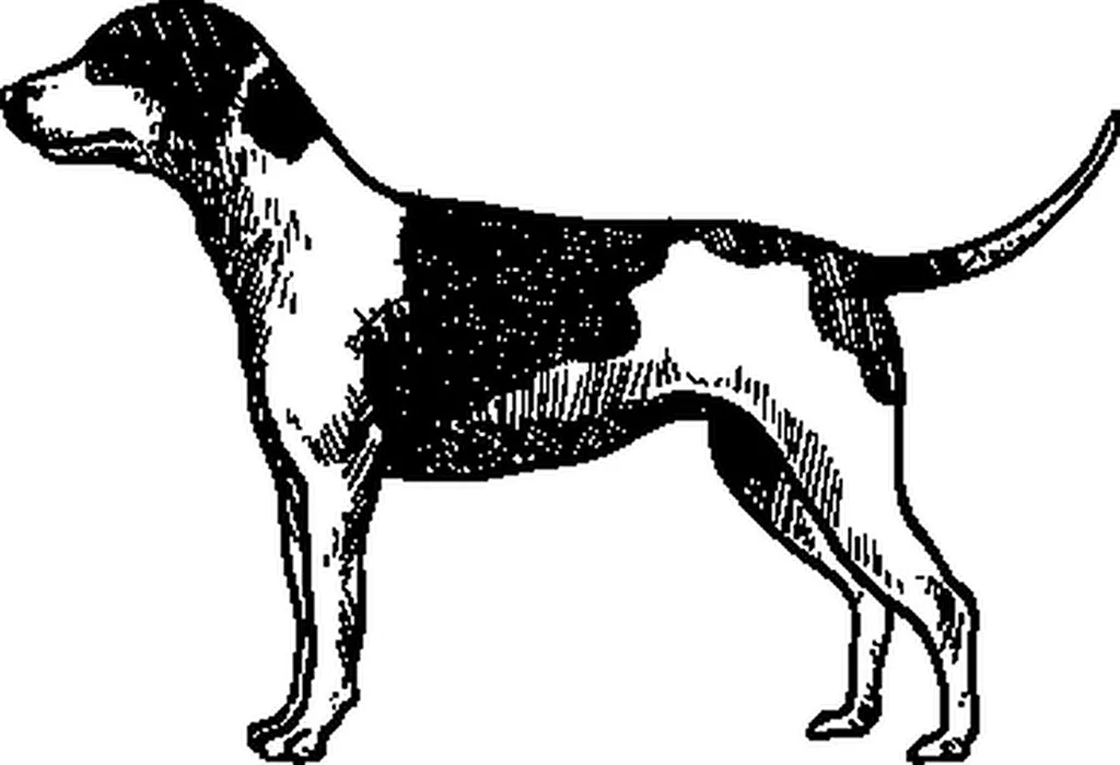 Club de chasse le Coudiney Louchats