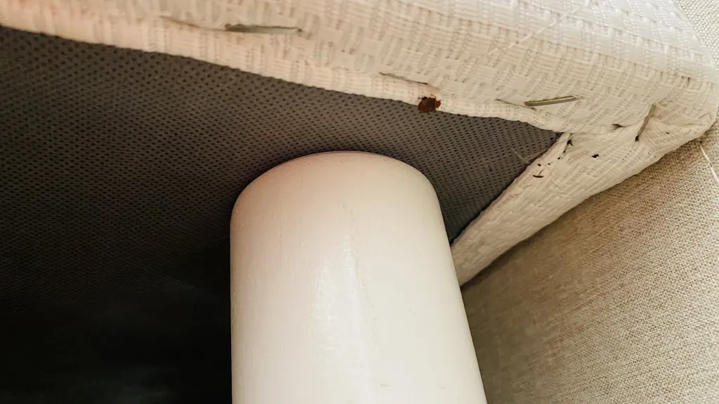 Invasion de punaises de lit dans un appartement à Aix en Provence dans les Bouches du Rhône (13)