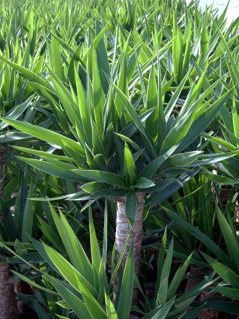 5 PLANTES PARFAITES POUR SUPPORTER LA CHALEUR SUR LE BASSIN D'ARCACHON