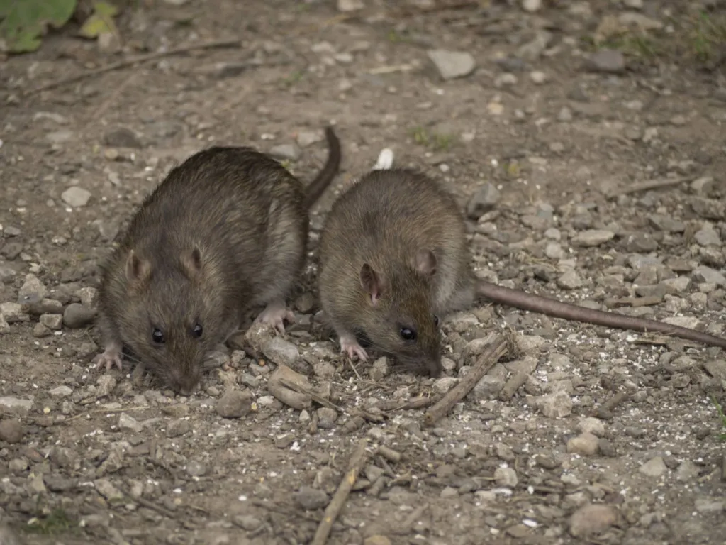 tuer les rats à marseille et aix 13100