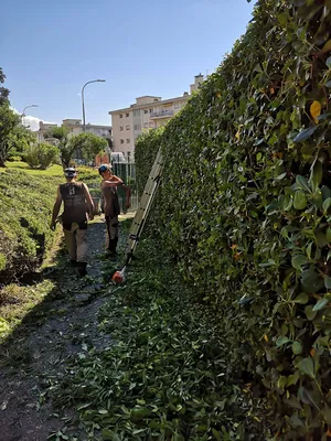 Taille de haie à Nice 