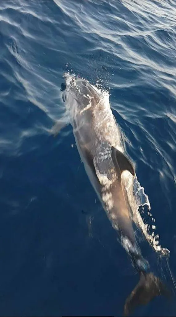 Balade en bateau départ Marseille journée