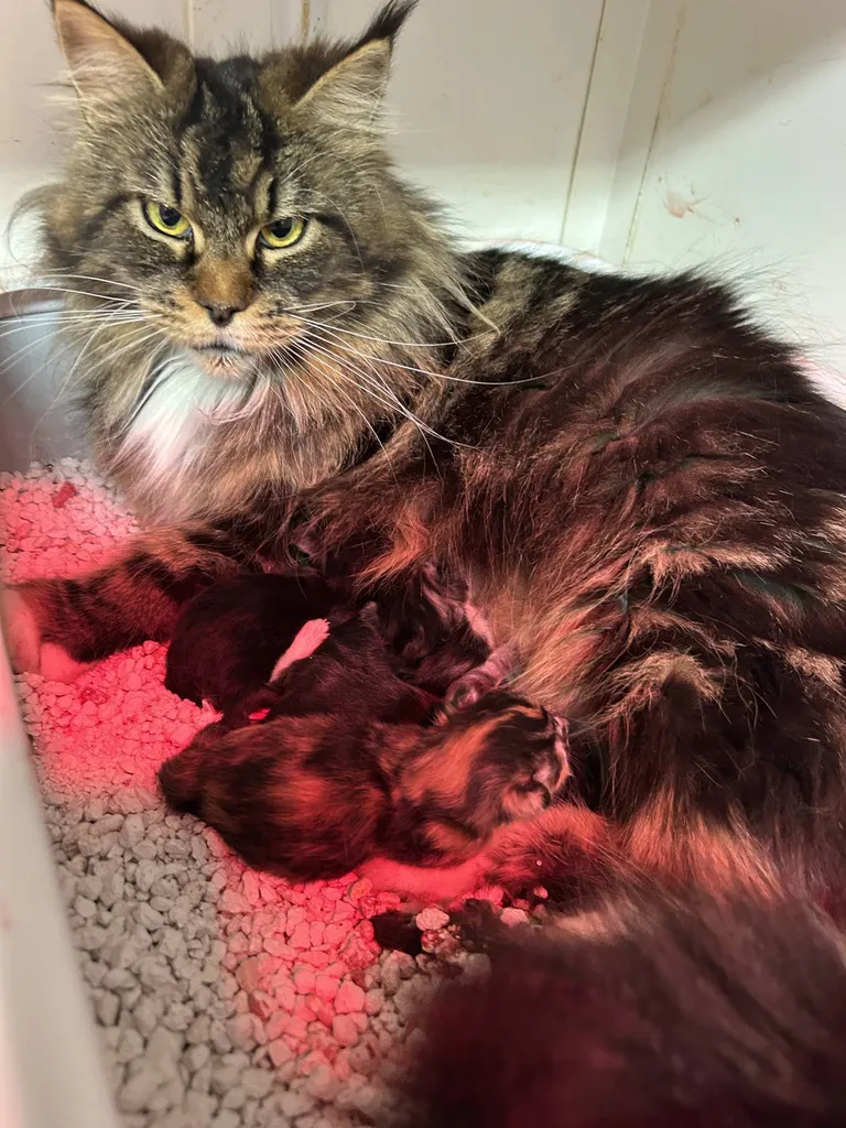 VENTE chatons Mâles et femelles MAÏNE COON LOOF Avignon Vaucluse PACA