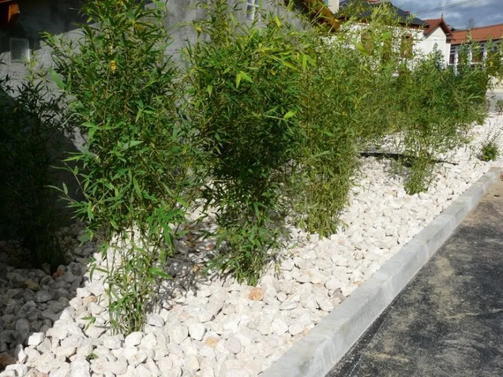 création de jardin avec Bambous à Toulouse