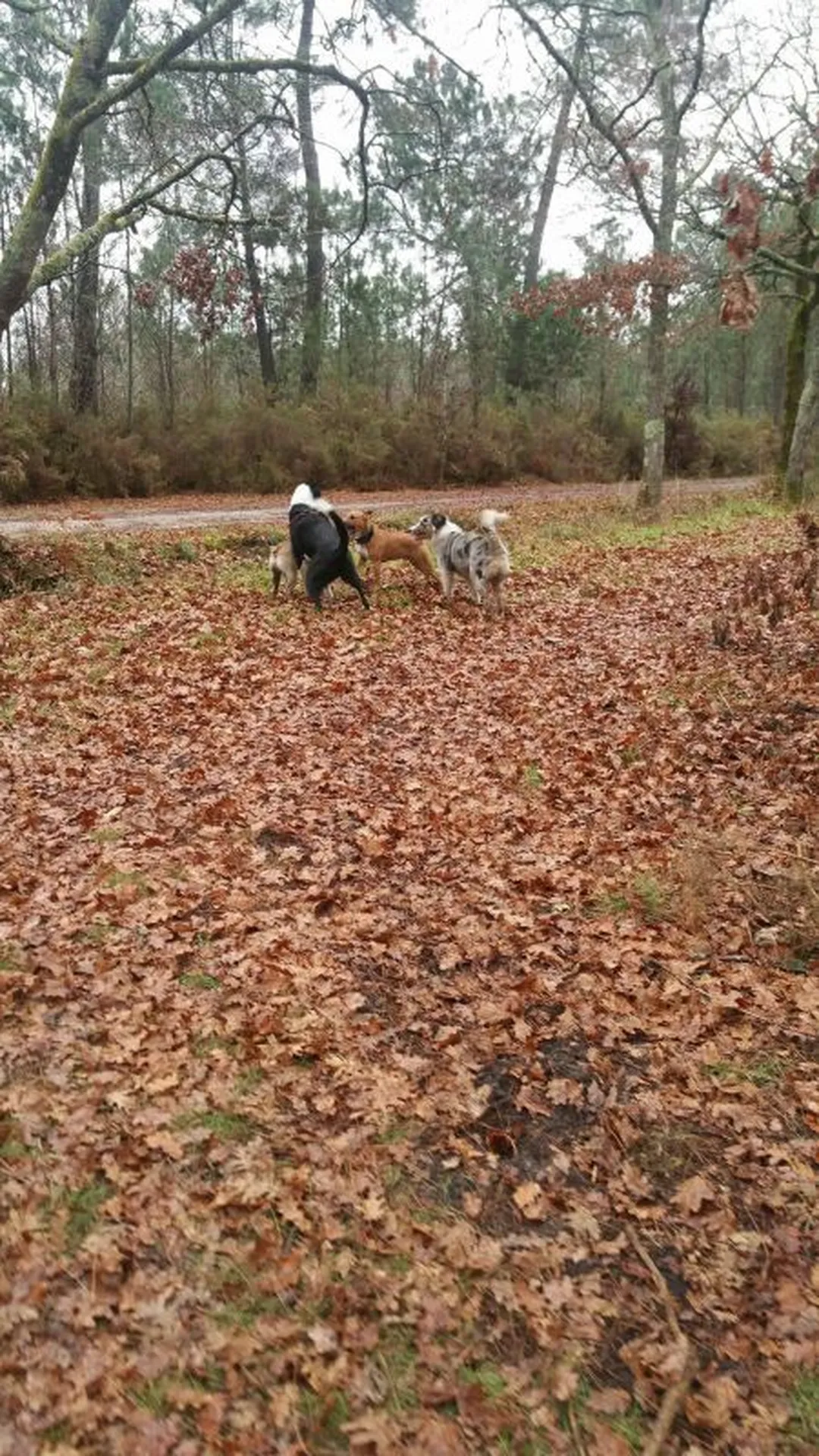 rencontre de chien Arcachon 