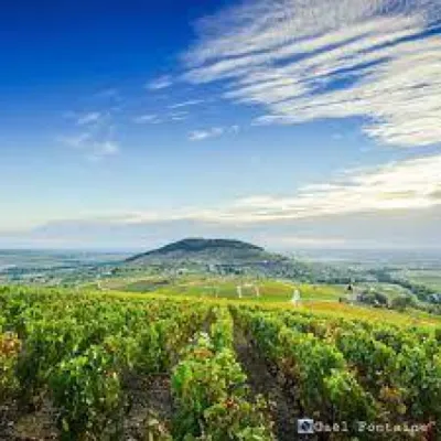 Acheter du vin bio de producteur du beaujolais dans notre boutique à Belleville