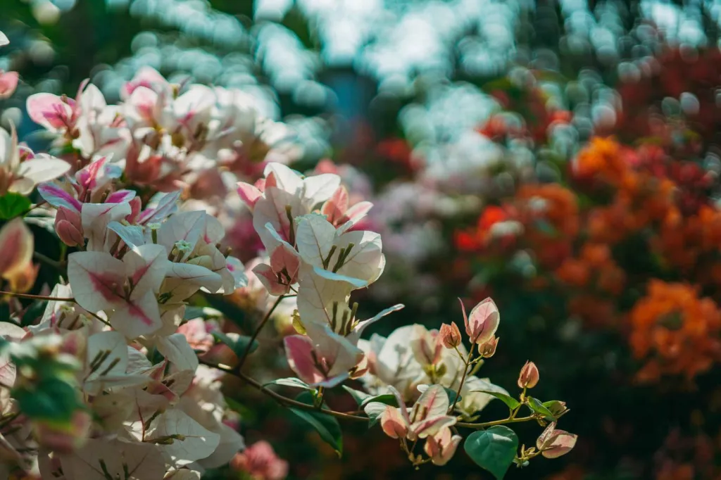 Création d'un jardin moderne et fleuri dans les Alpilles