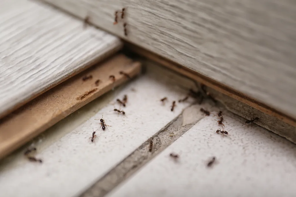 Invasion de fourmis en intérieur