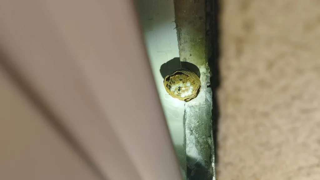 Traitement nid de frelons asiatique dans le volet roulant d’une cliente à  Marseille dans les Bouches-du-Rhône  (13)