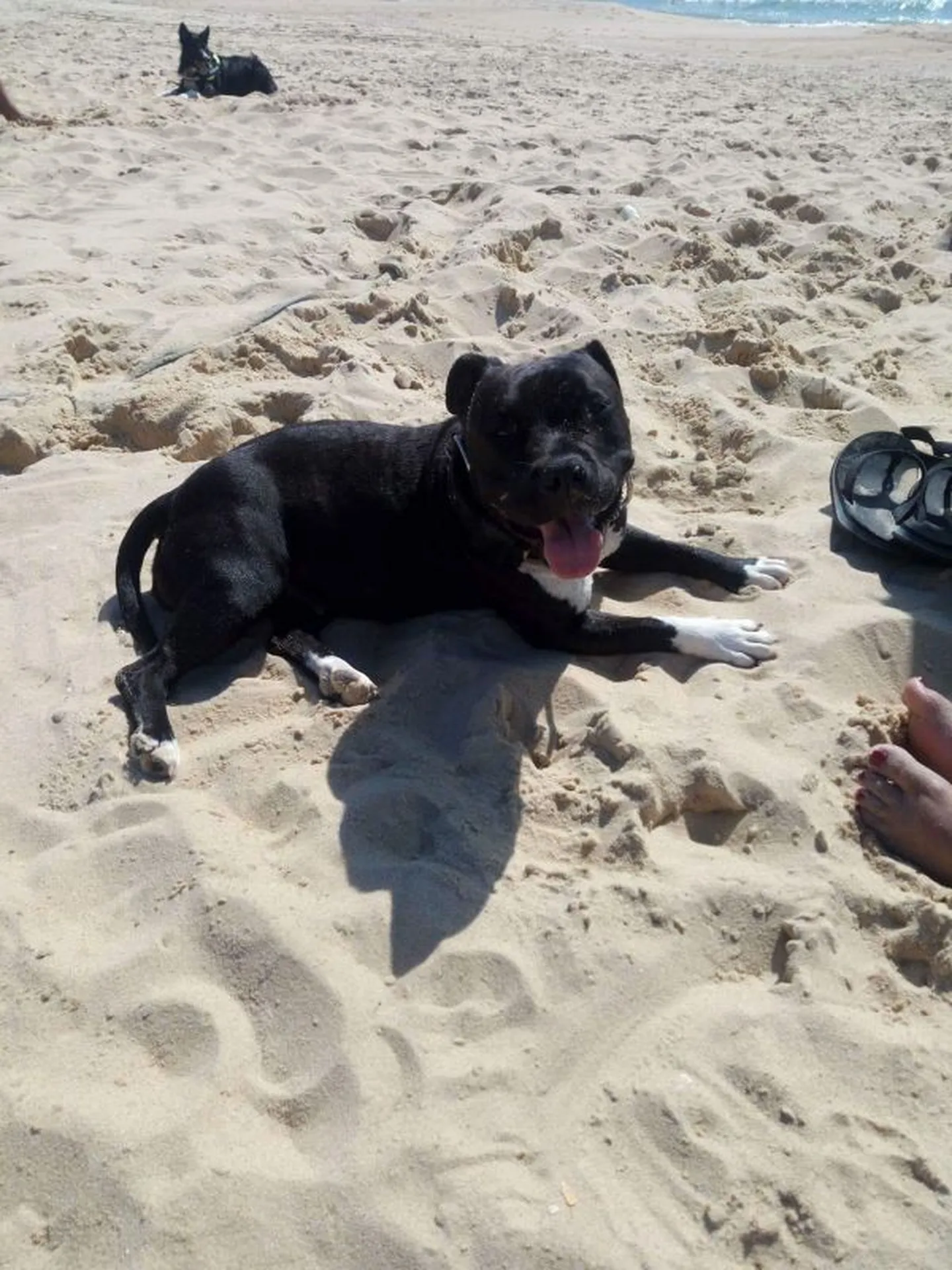 habilitation chien catégorie 1 et 2 dans le 33