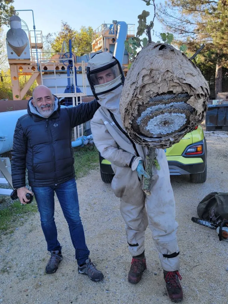 frelons asiatiques velaux