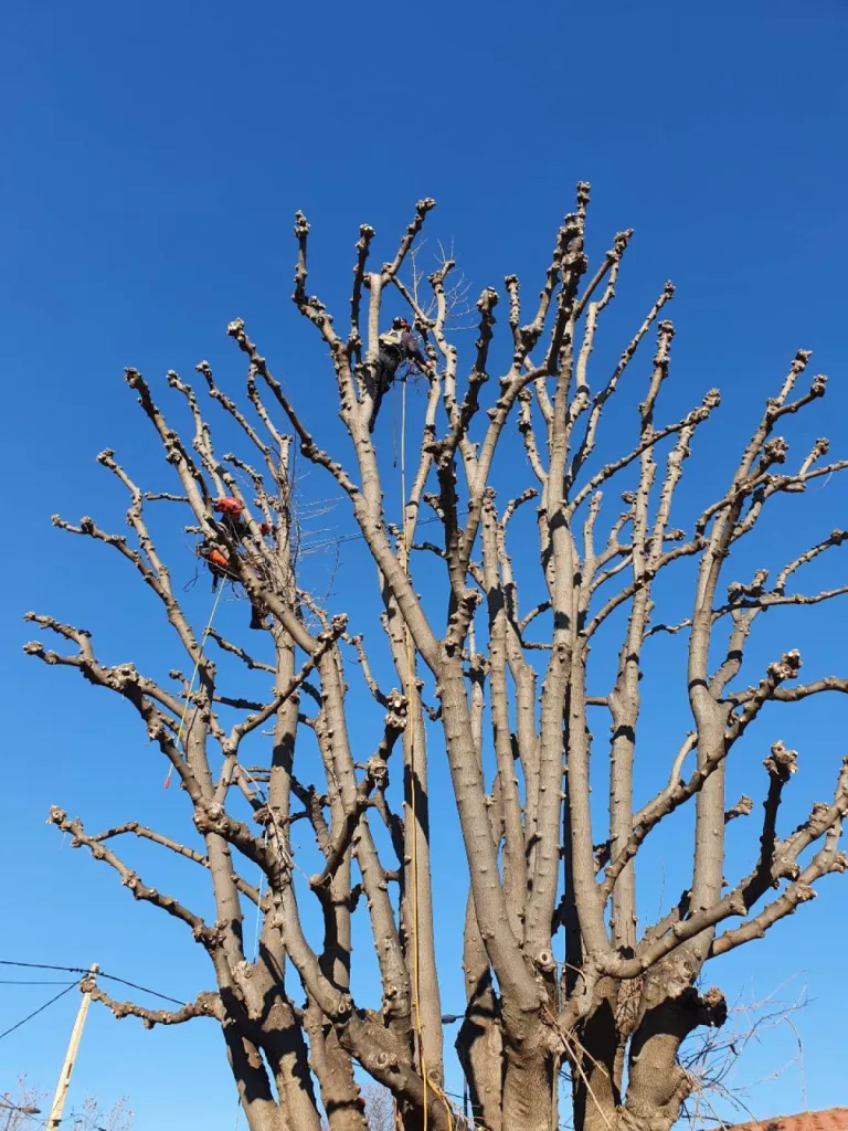 Notre zone d'activité pour ce serviceElagueur à Aix-en-Provence proche Éguilles 