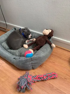 chien de categorie bébé