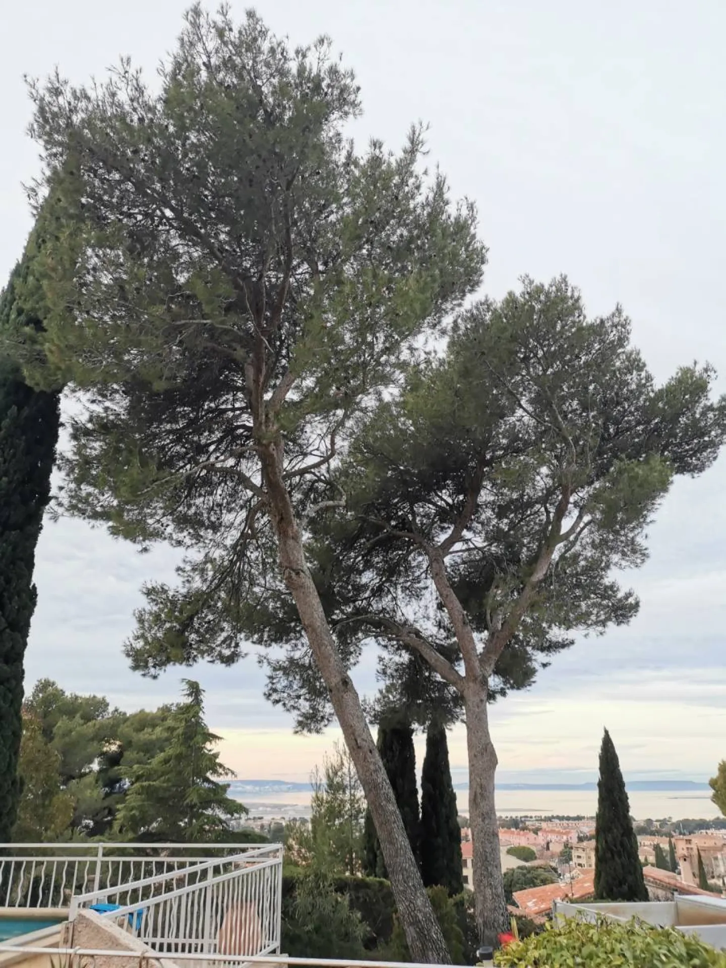 Choisir un elagueur professionnel qualifie pour élagage de vos arbres Calas