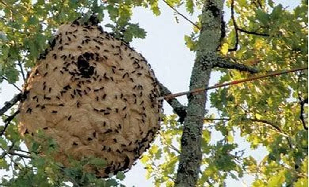 Les guêpes et frelons sont des insectes très présents à Saint-Étienne, provoquant nuisances et risques pour habitants