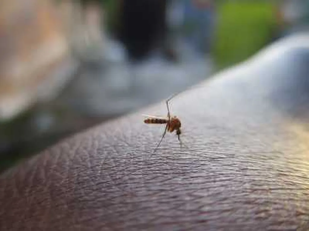 Désinsectisation de moustiques : se débarrasser des moustiques commun et moustiques tigres à Brioude et en Haute-Loire