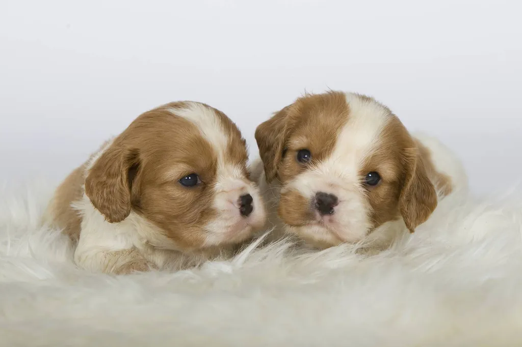 CAVALIER KING CHARLES PACA