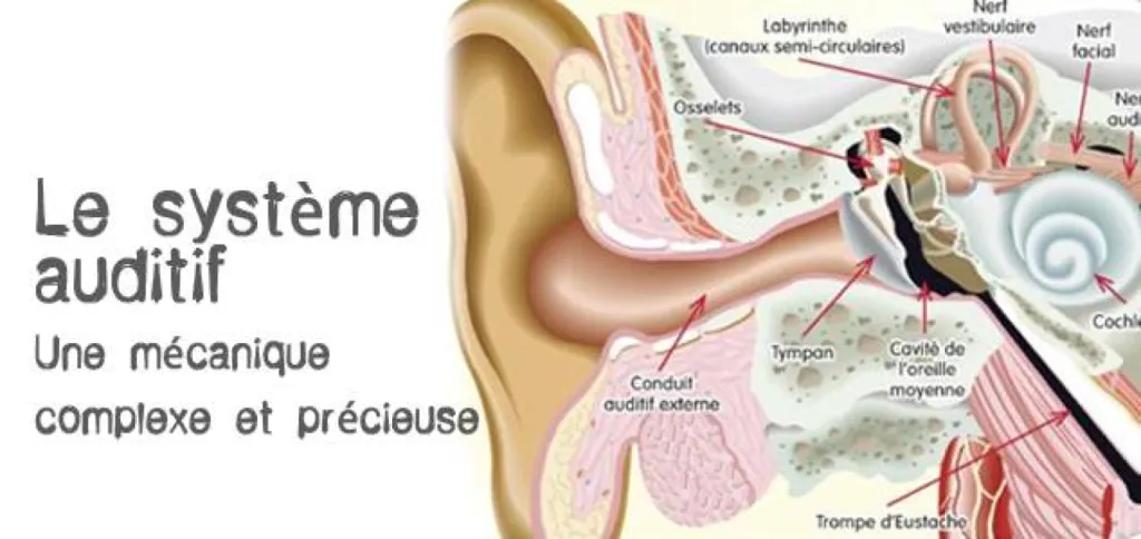 La système auditif et son fonctionnement