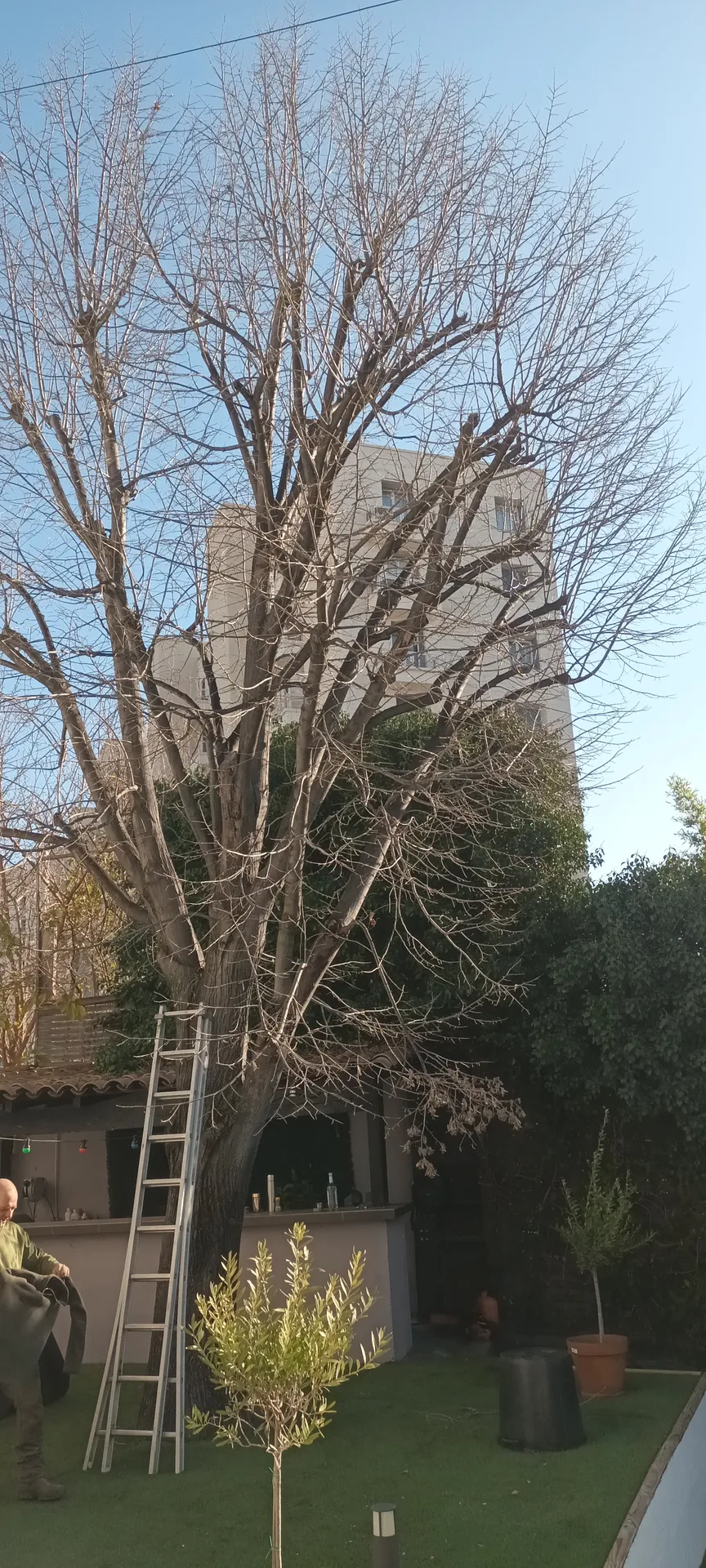 Elagage d'un tilleul dans le 12ème à montolivet.
