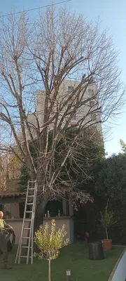 Elagage d'un tilleul dans le 12ème à montolivet.