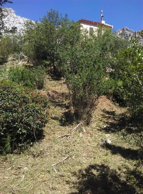 Débroussaillement paysager dans les Parcs des Calanques à Marseille