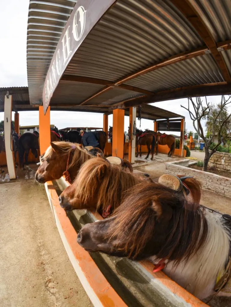 petit poney pour enfants