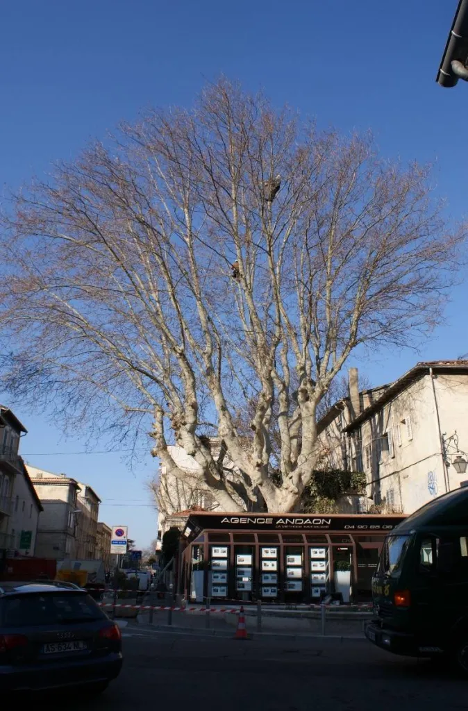 Elagage difficile d'un platane pour une entreprise sur Avignon centre ville