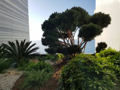 Jardinière avec arbre et plantes exotiques à Monaco
