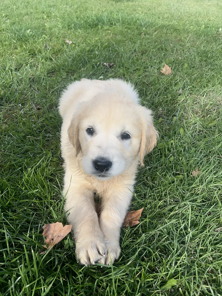 Chiots Golden Retriever LOF disponibles – portée née le 17 avril 2026