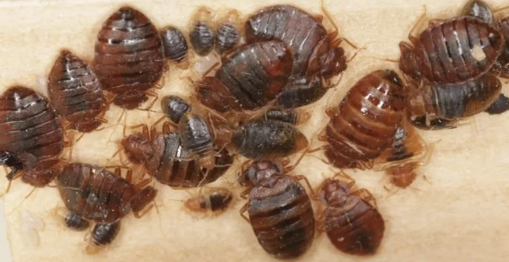 Infestation majeure de punaise de lit détectée par Canem Detect