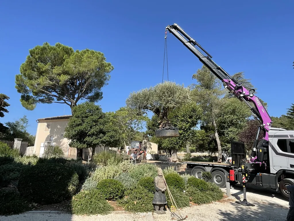 Plantation d’un olivier multicentenaire à la grue — Expertise et précision