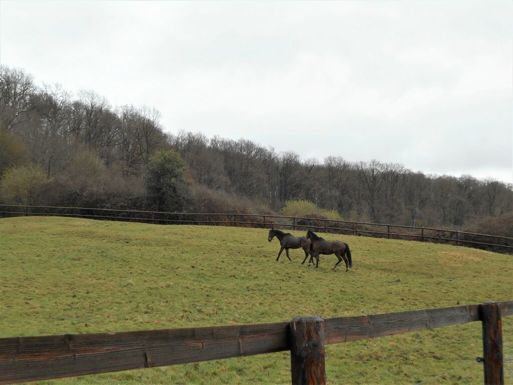 VENTE DE HARAS EN NORMANDIE, AGENCE TERRES ET DEMEURES DE LISIEUX