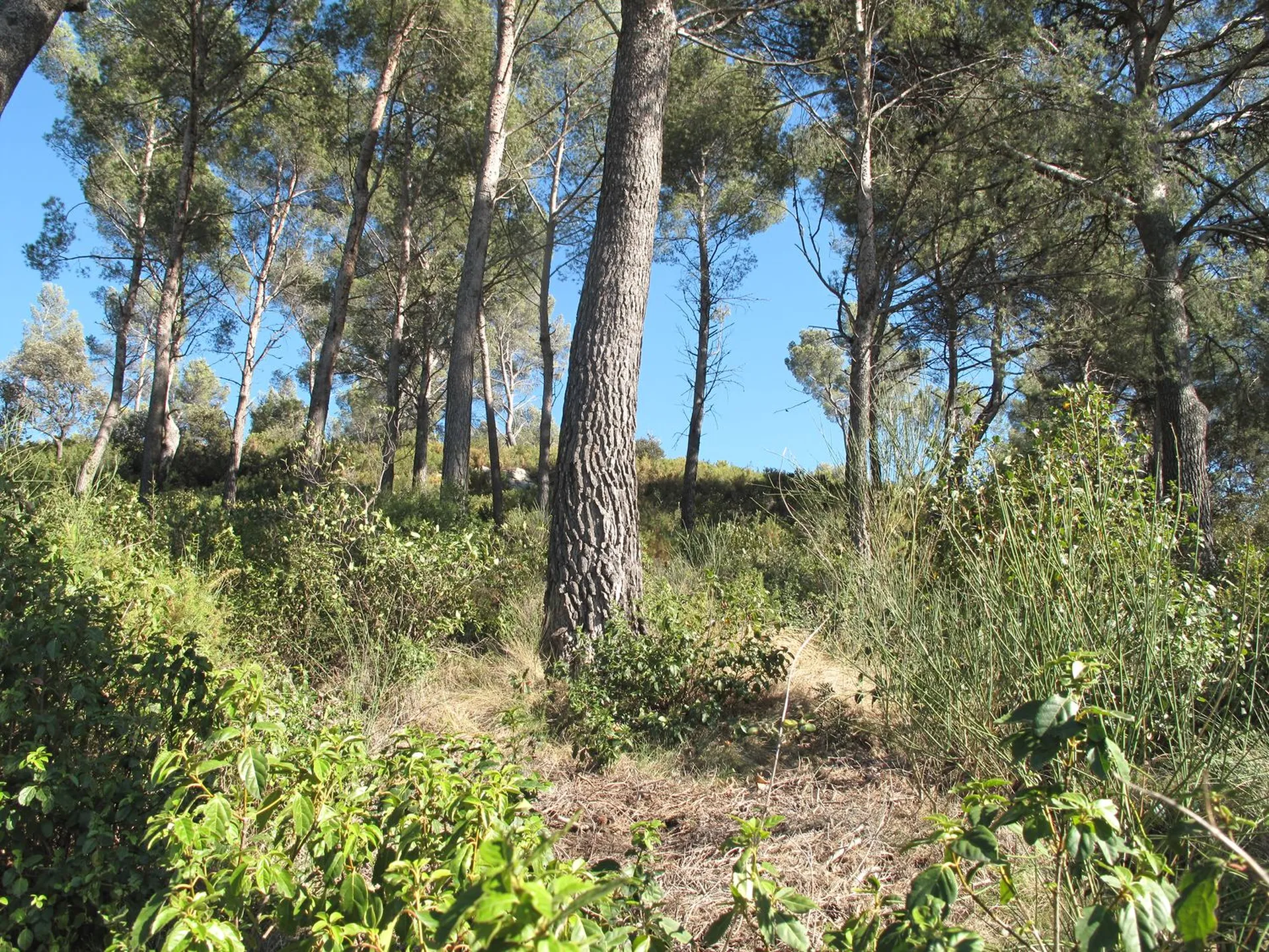 Cassis maison avec piscine