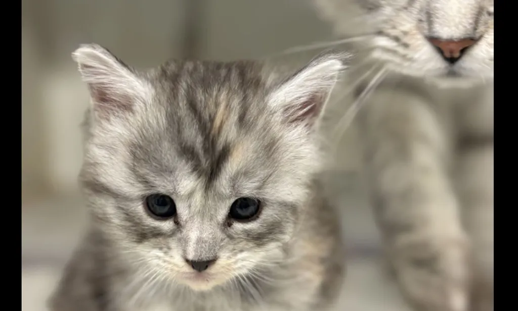 Chatons Maine Coon LOOF à réserver – Ursula et Ultra – Portée née le 24 août 2026