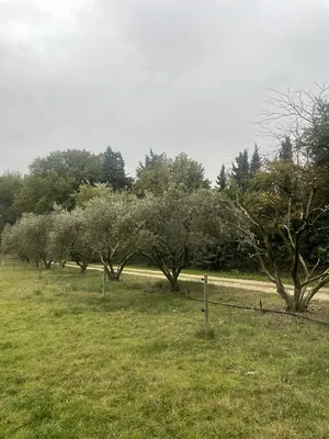 Paysagiste professionnel pour la taille d'oliviers à Saint-Rémy-de-Provence, 13210, garantissant la santé et la beauté de vos arbres dans les Alpilles