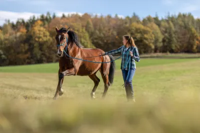Trouver une formation en equicoaching au Havre