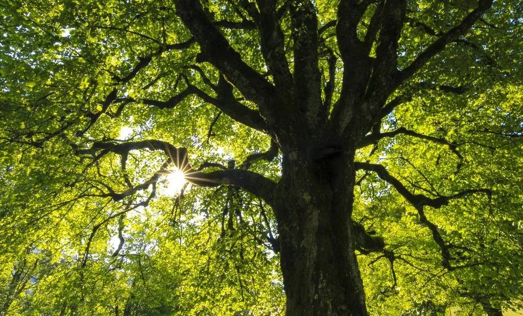 Un élagueur professionnel pour l'élagage d'arbres a Sainte Hélène
