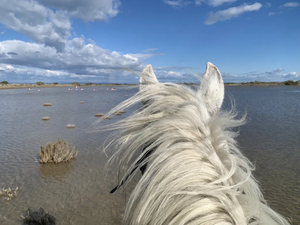 Balade à cheval de 1h30 à 2h en bord de mer en Camargue