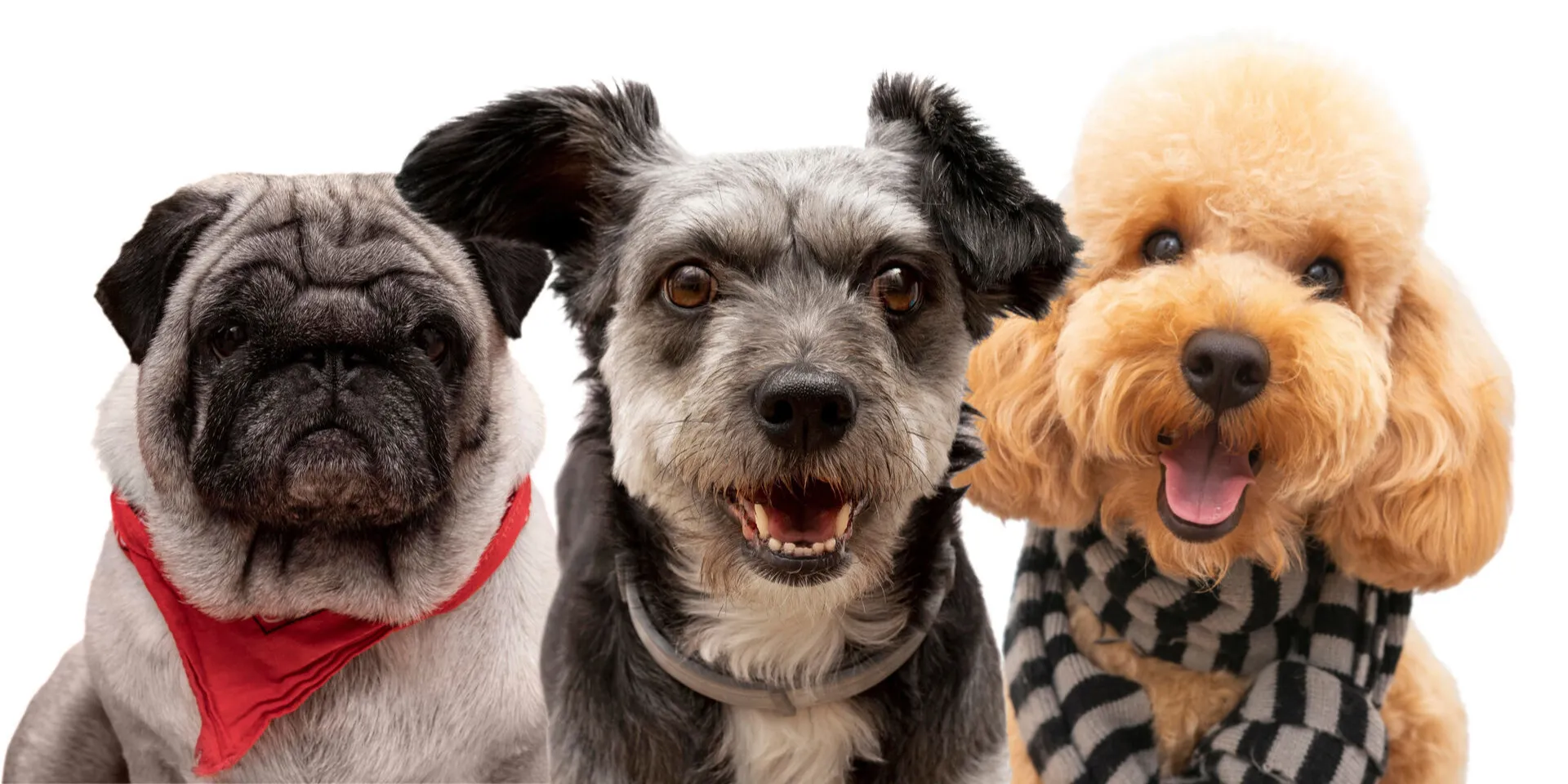 le domaine des animaux formation acaced et animaliere sur la gironde par paule lafon