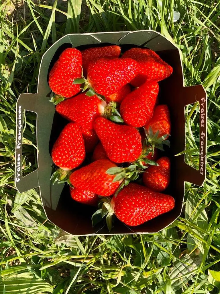 Fraise de Provence Pleine Terre en Click and Collect ou Livraison en RDV de Quartiers à Marseille