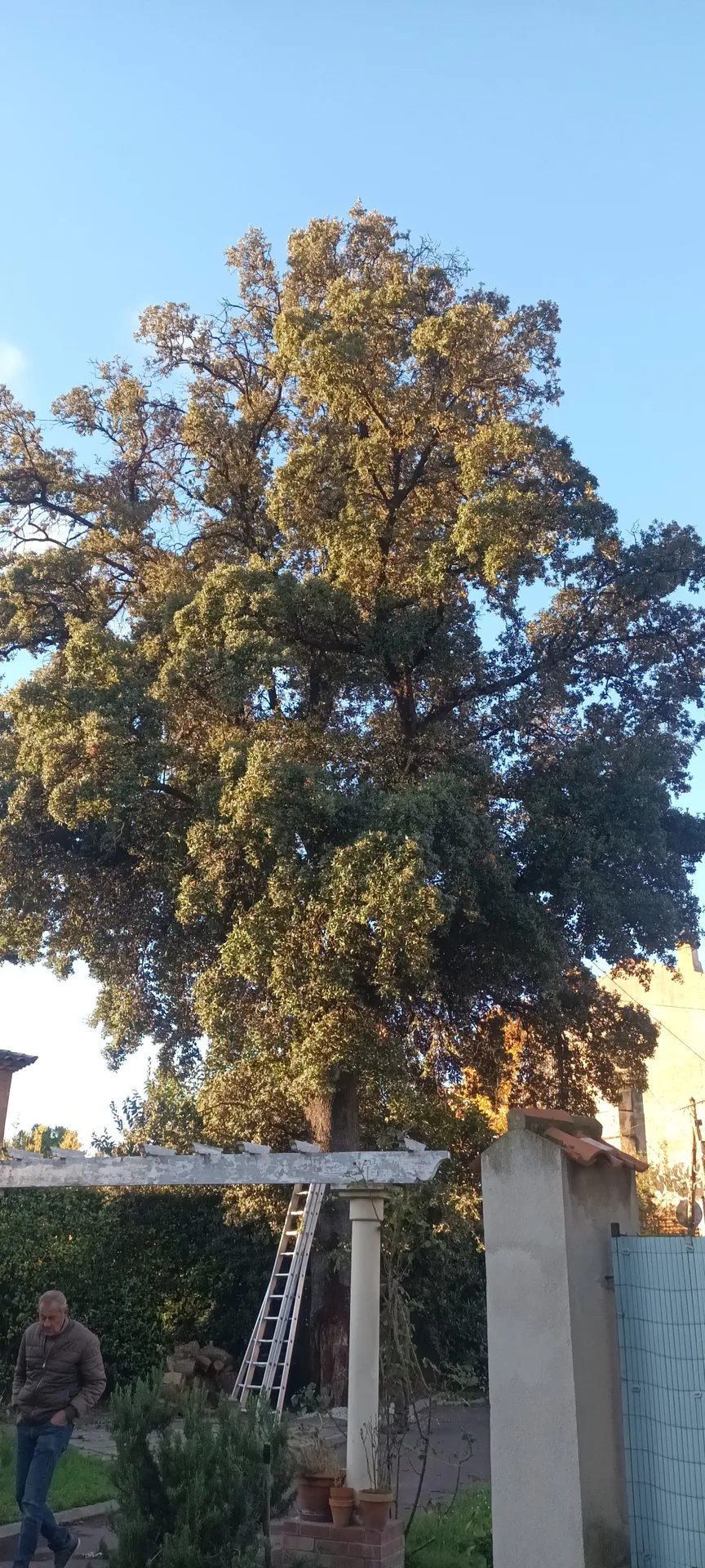Etetage d'un gros chênes au redon 9ème. 