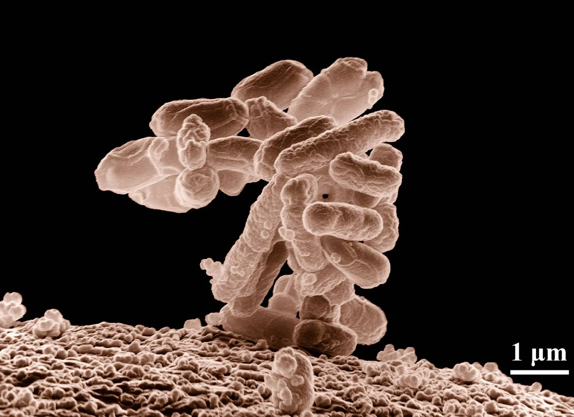 Affaires règlementaires produits desinfectants et biocides par Chimie conseil à Marseille