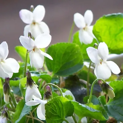 violette blanche proche du château de Saint-Germain-en-Laye helix immobilier  