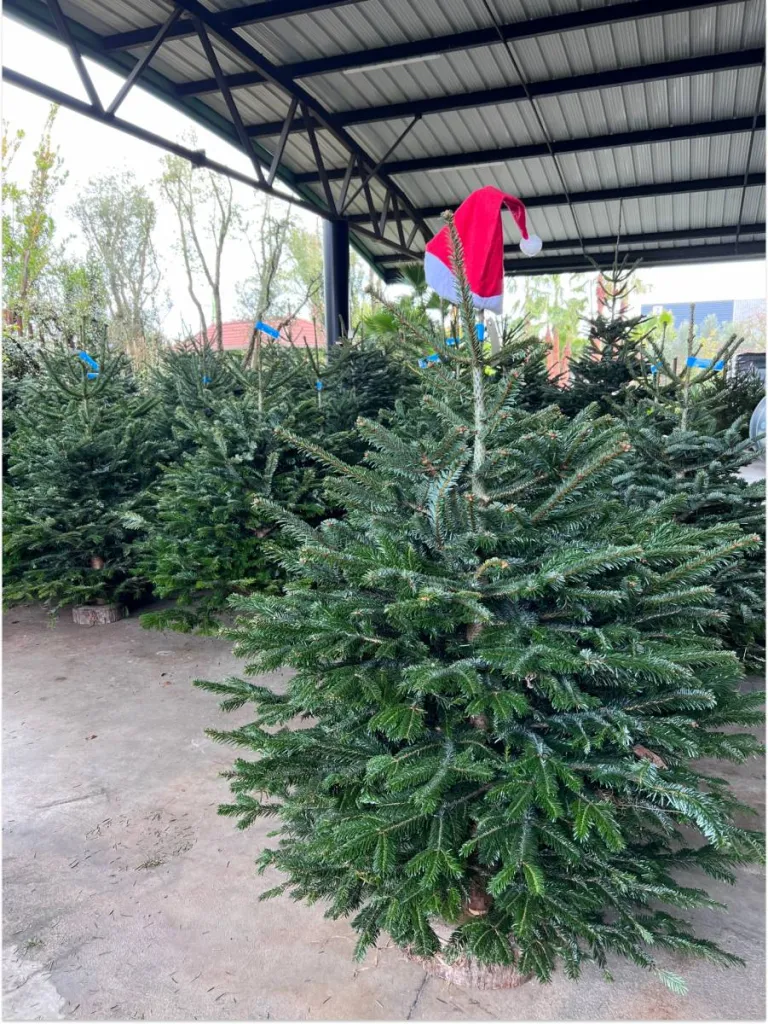 SAPIN DE NOEL (Décembre 2024)